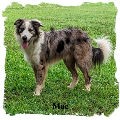 Mac